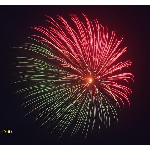 Hoa cúc nửa đỏ nửa xanh lục